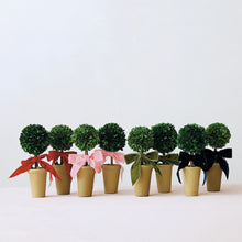 Dried Boxwood Tree in Terracotta Pot with Green Velvet Bow