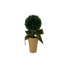 Dried Boxwood Tree in Terracotta Pot with Green Velvet Bow
